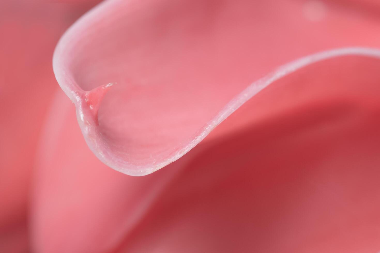 Close up of a pink flower with a curved edge photo