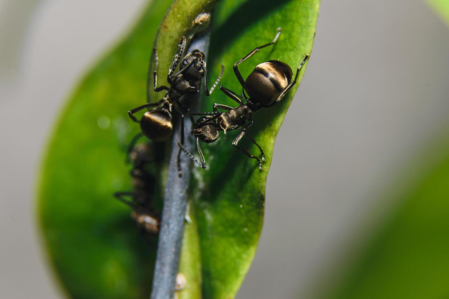 hormigas en una planta foto