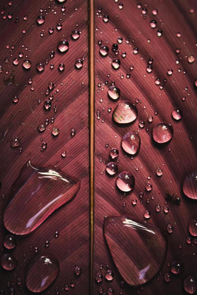 Close-up of water droplets on a red leaf photo