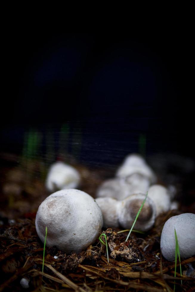 White mushrooms in a dark forest photo