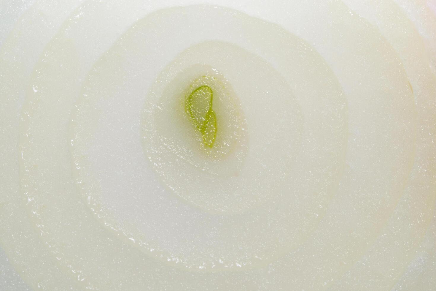 Onion close-up photo