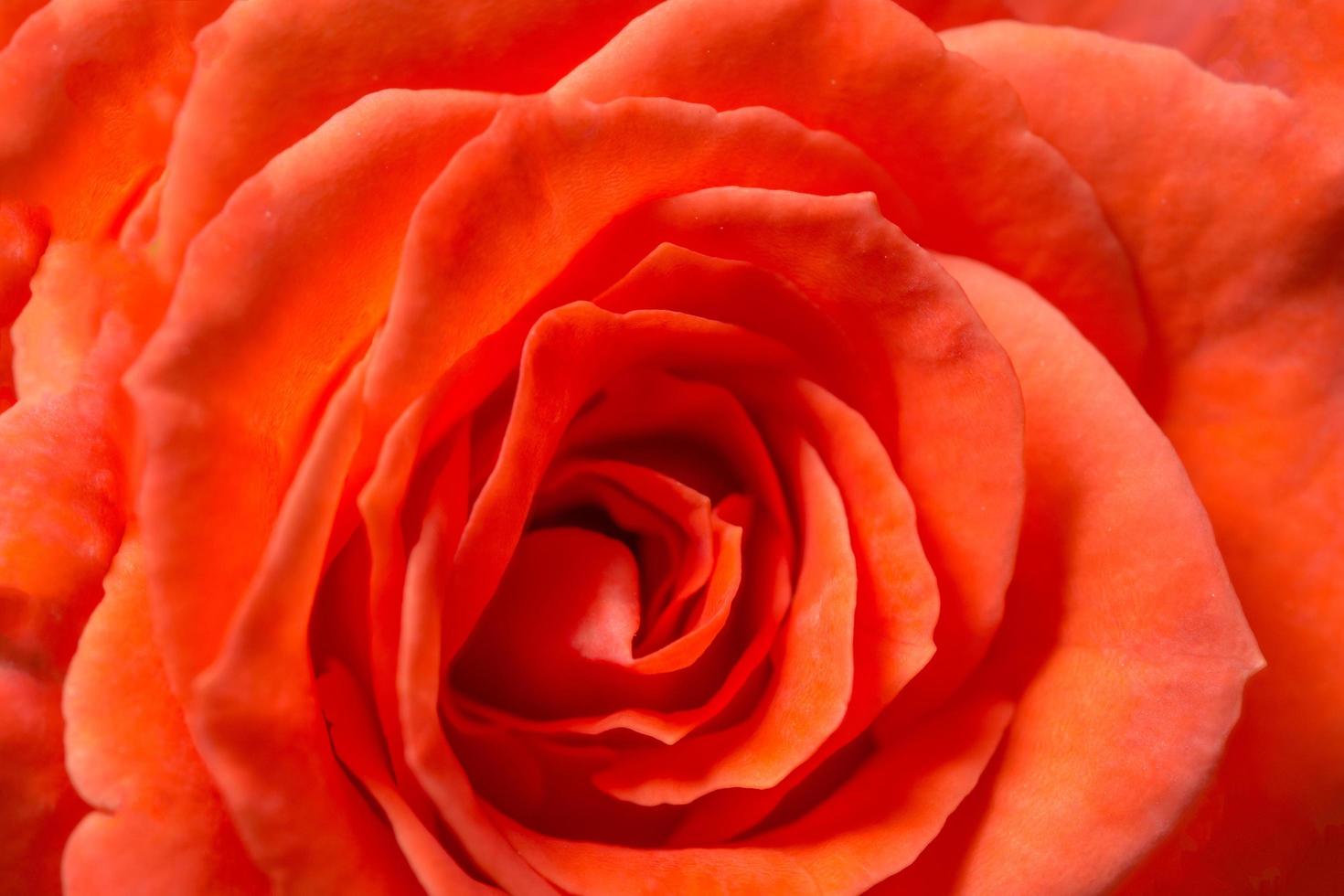 Orange rose background photo
