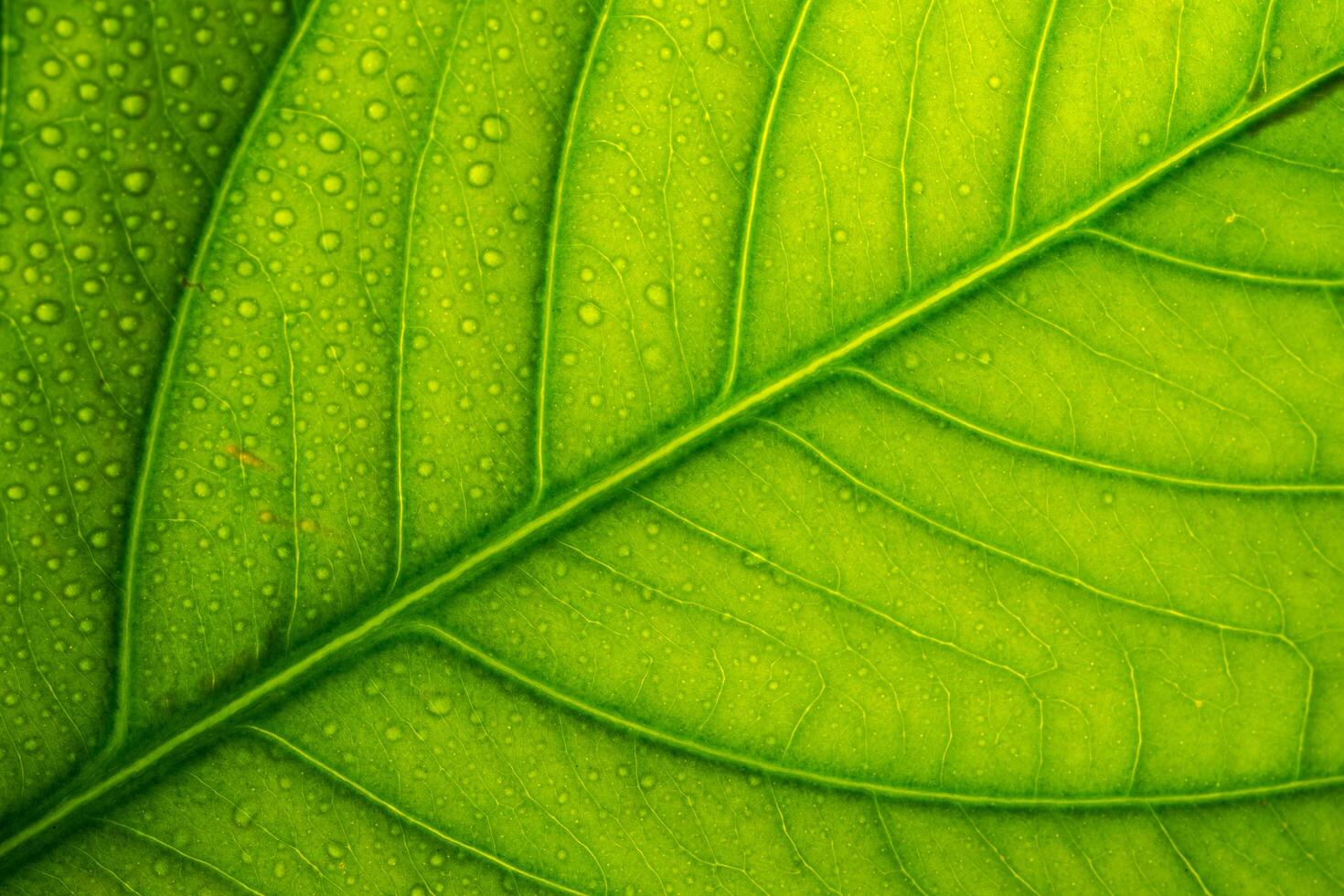 Green leaf background photo