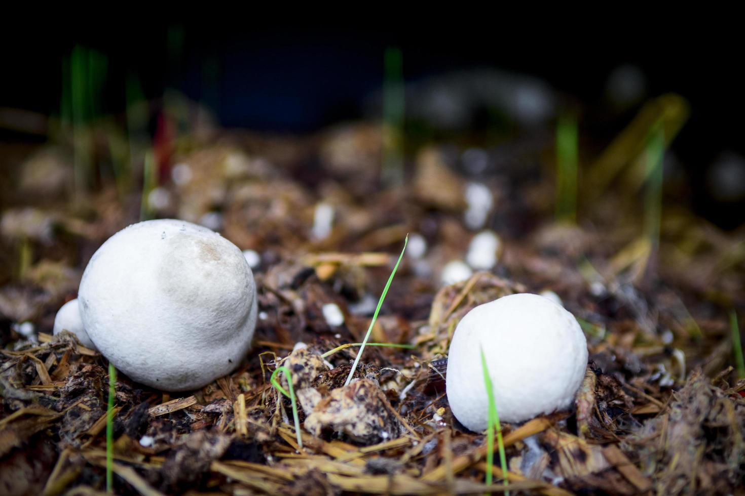 Two white mushrooms photo