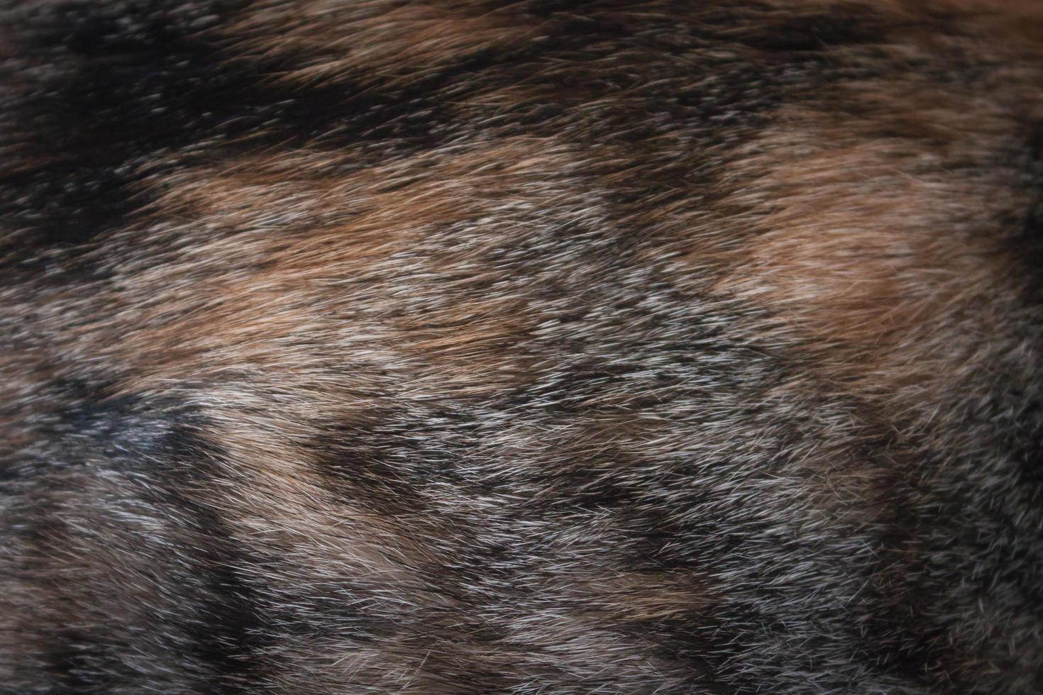 Close-up of cat fur photo