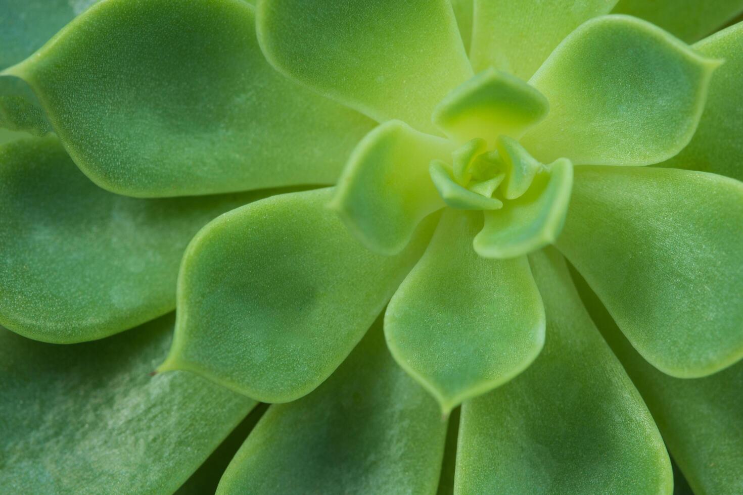 planta suculenta, vista desde arriba foto