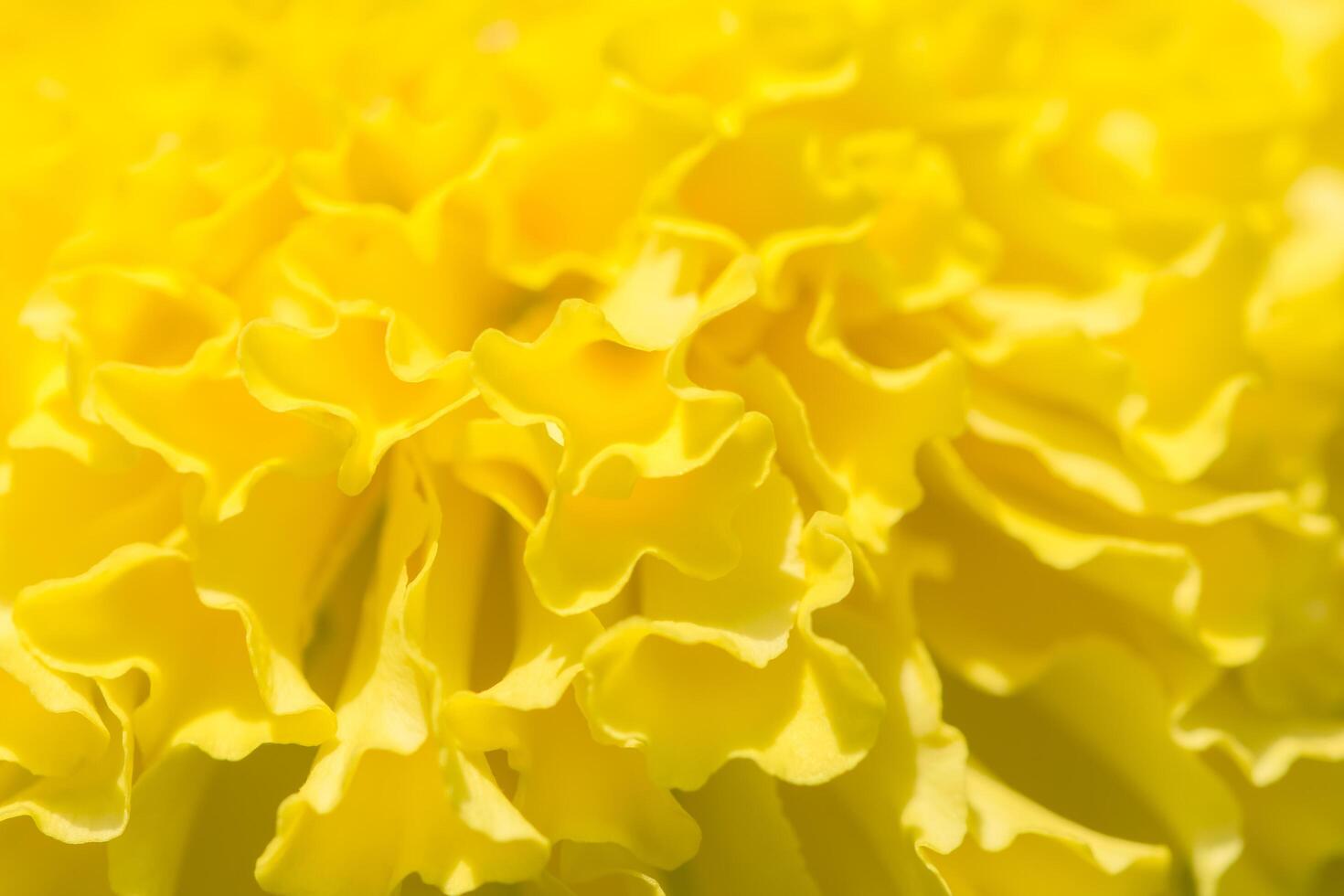 Yellow marigold flower background photo