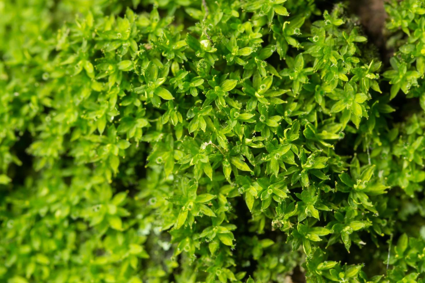 Green Litchi moss close-up photo