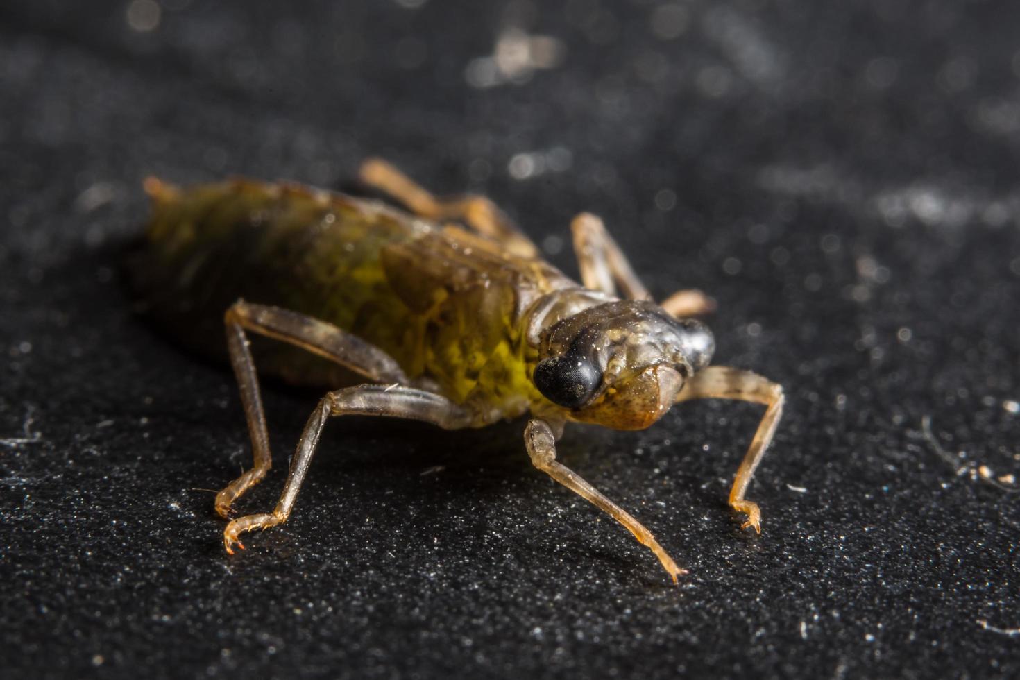 Dragonfly larvae on black background photo