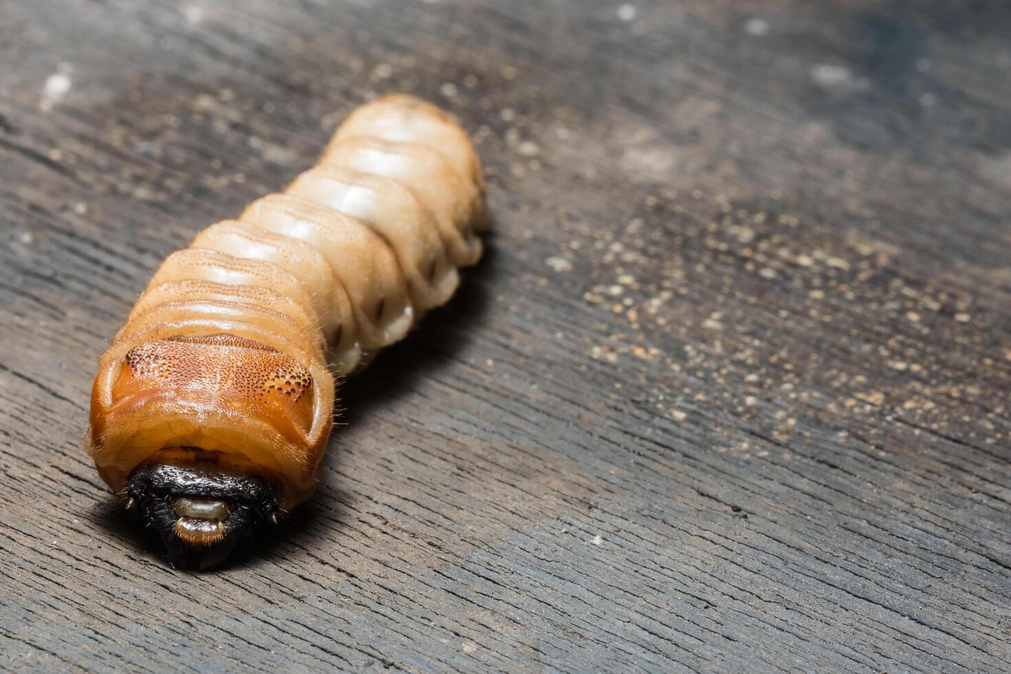 Worm on a wooden surface photo