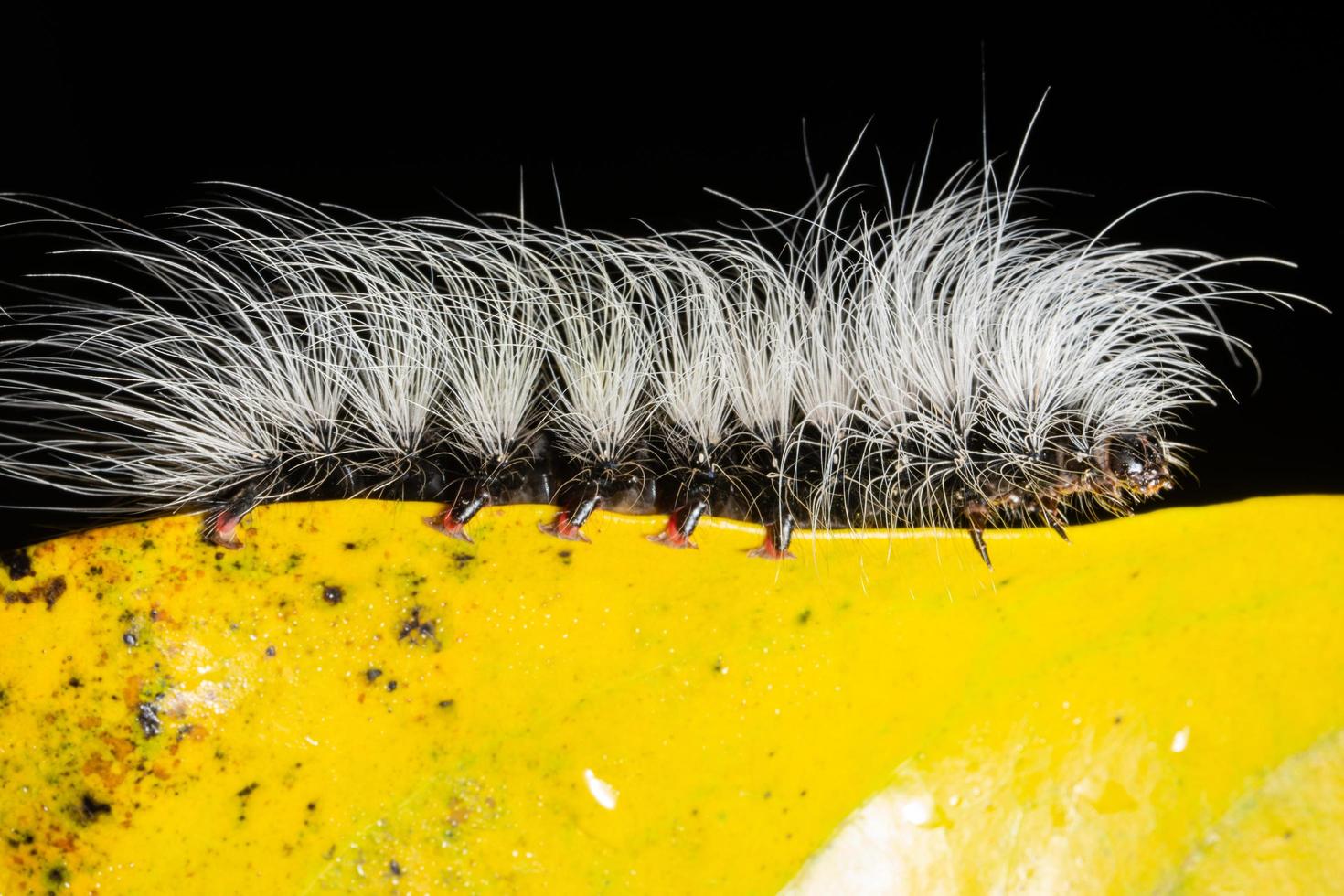 Worm on a leaf photo