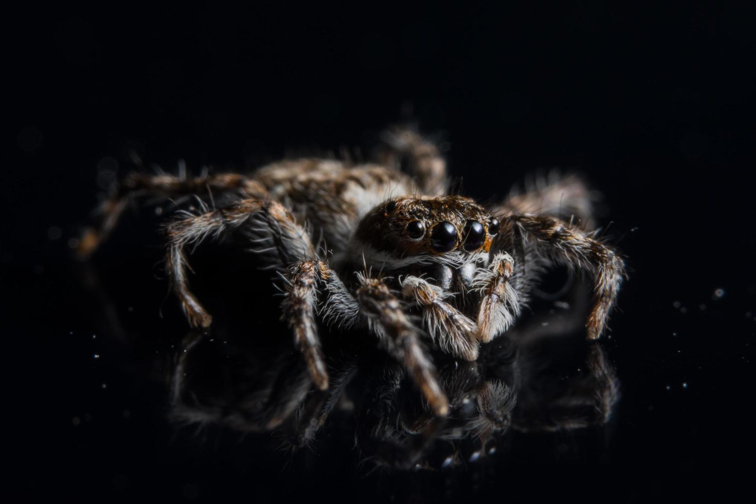 araña en espejo negro foto