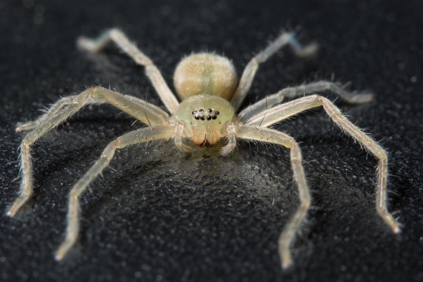 araña en superficie negra foto