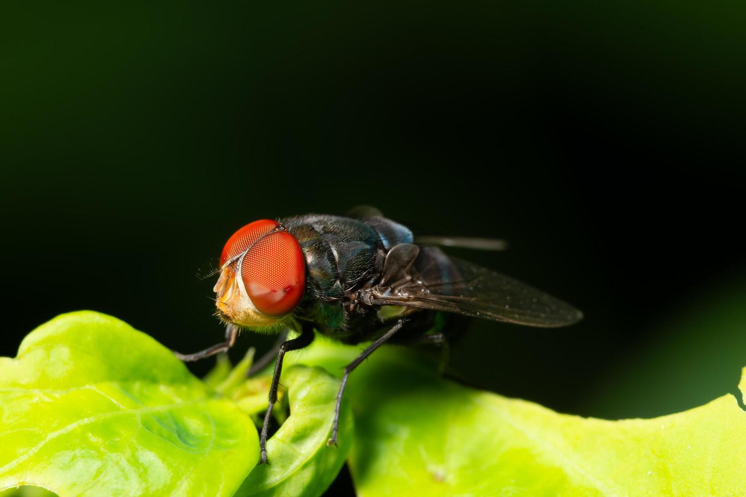 Fly on a leaf photo