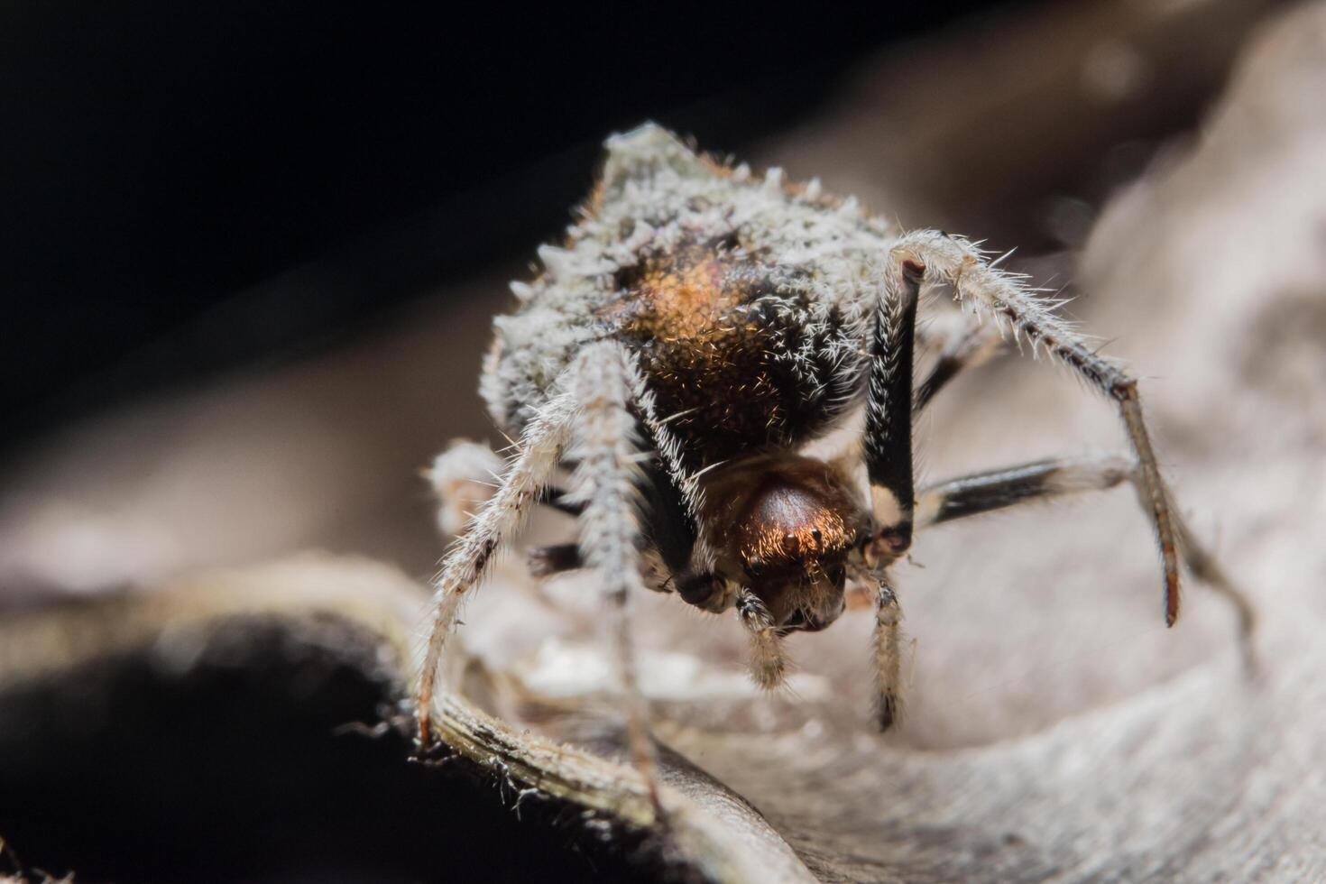 araña, foto de primer plano