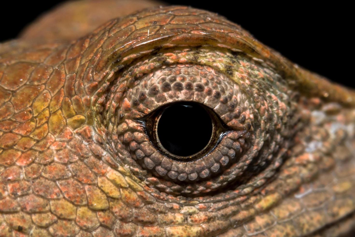 Chameleon, close-up photo