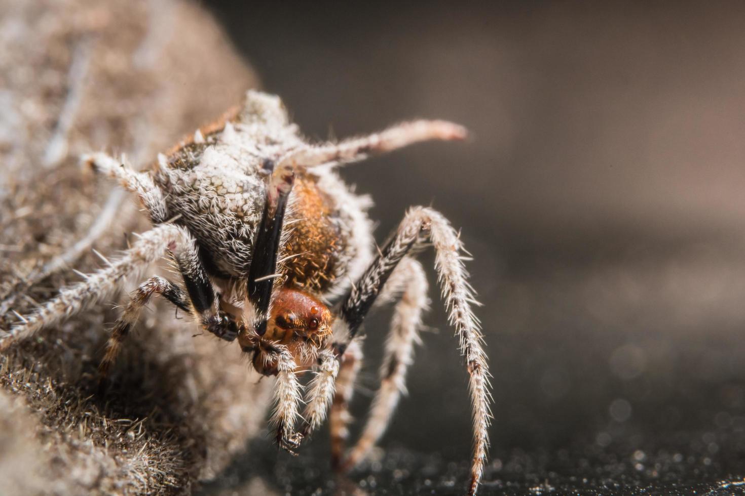 Spider, close-up photo