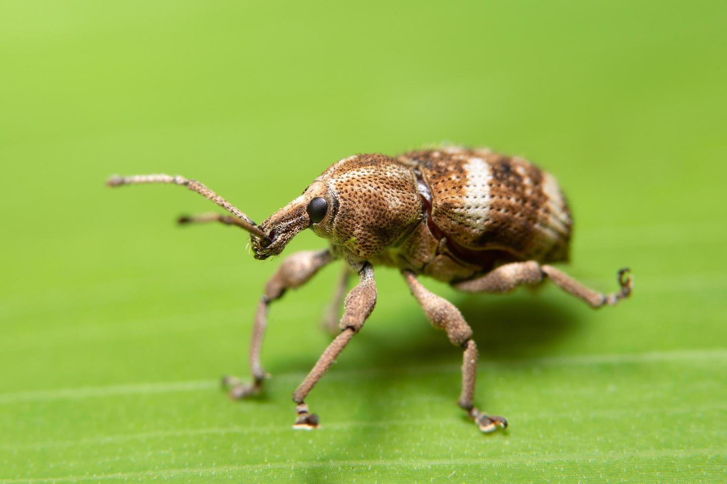 Macro leaf beetle photo