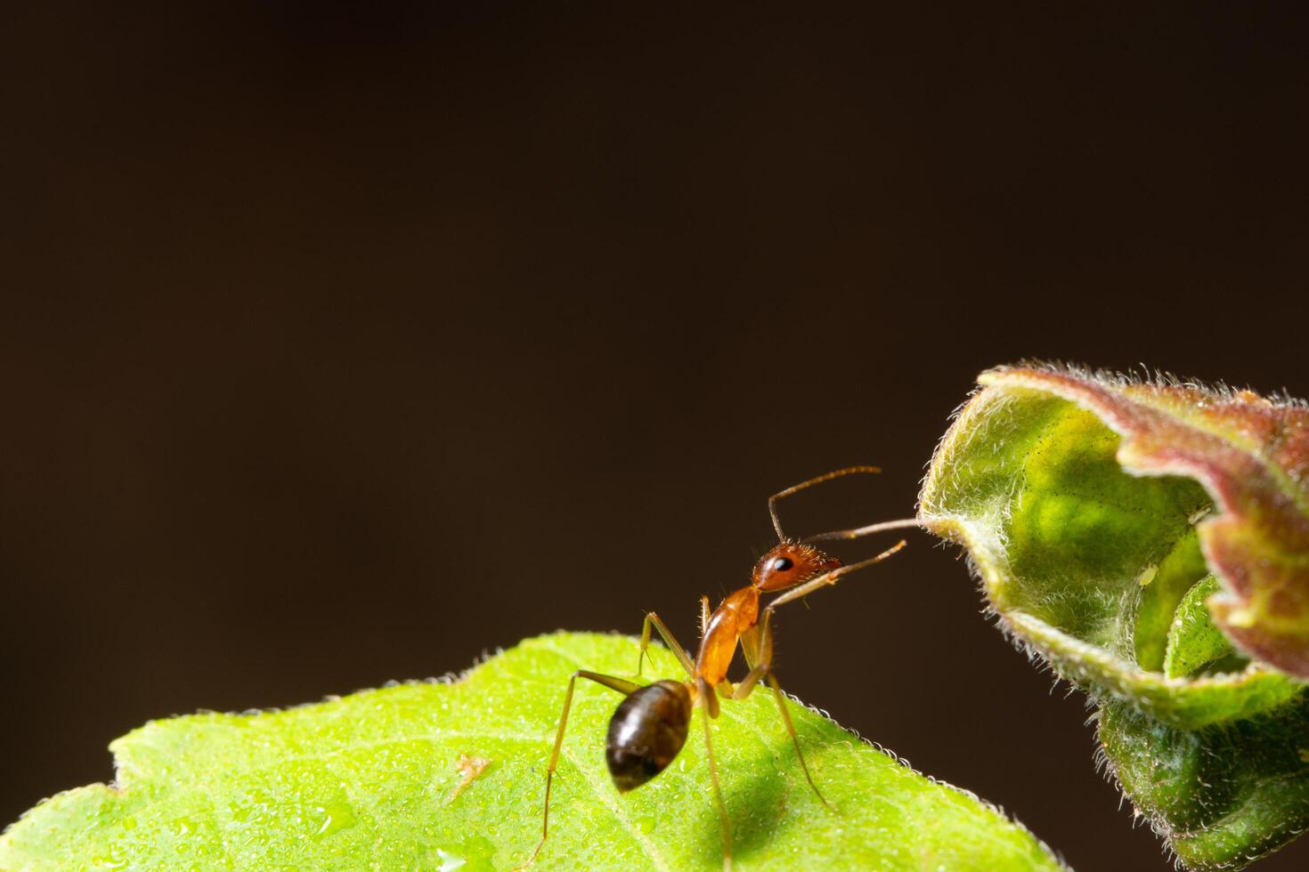 Ant on a leaf photo