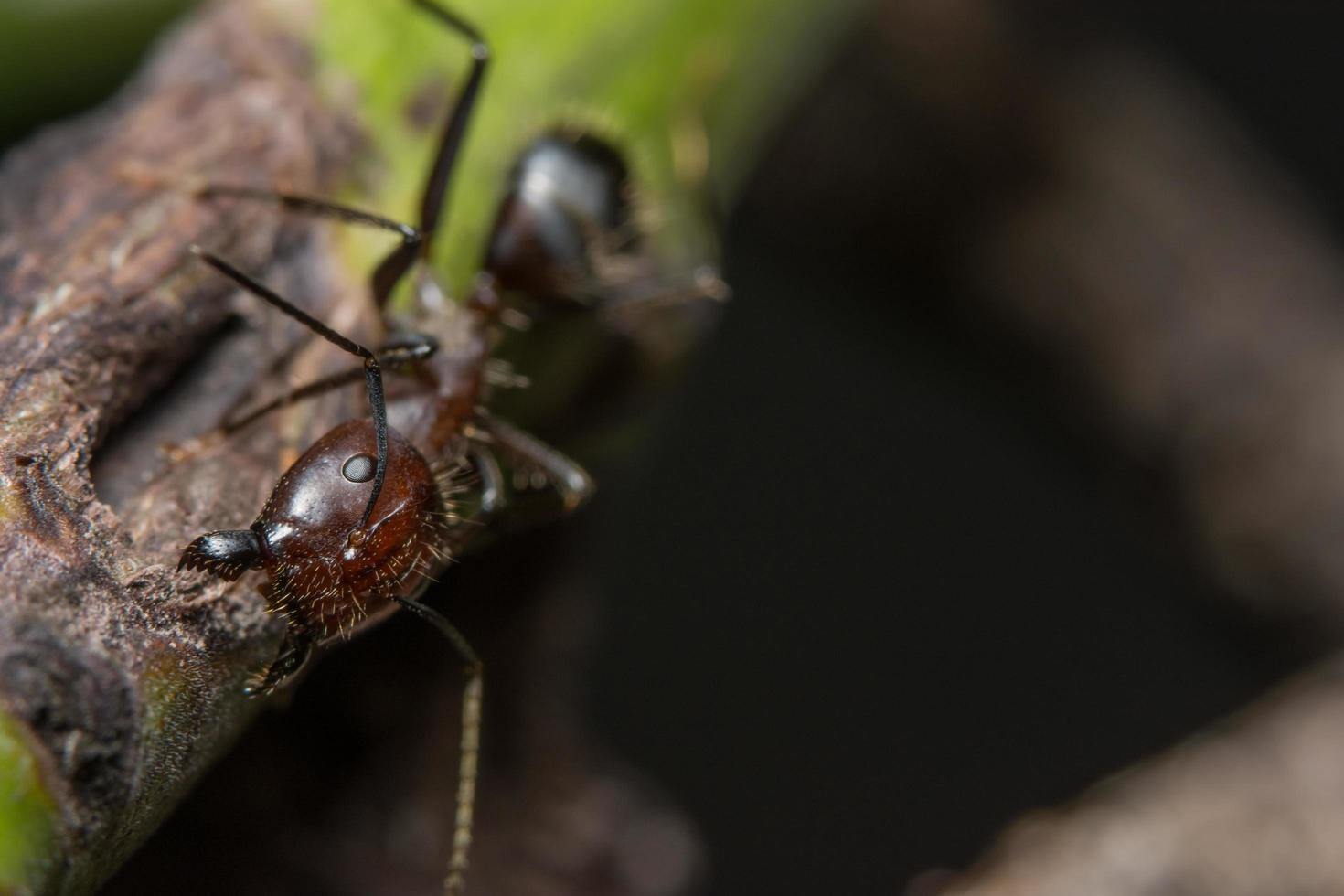 Pheidole jeton driversus on a branch photo