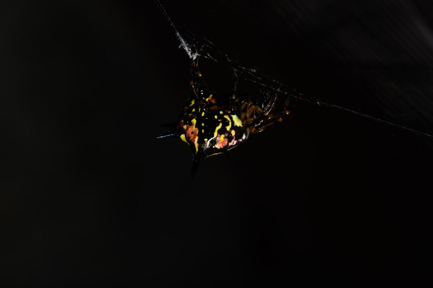 araña en la naturaleza foto