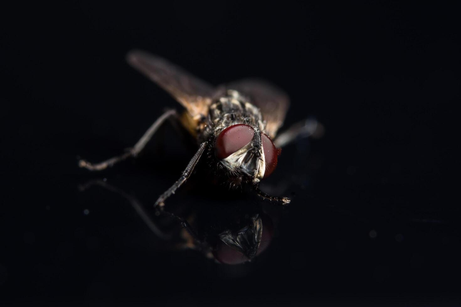 Diptera fly close-up photo