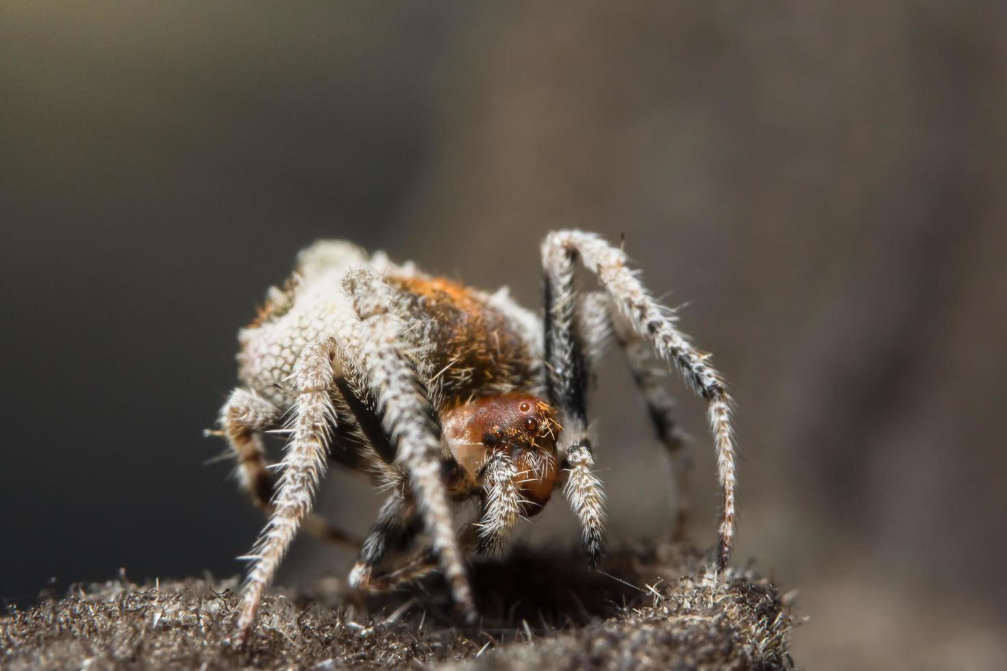 Spider, close-up photo