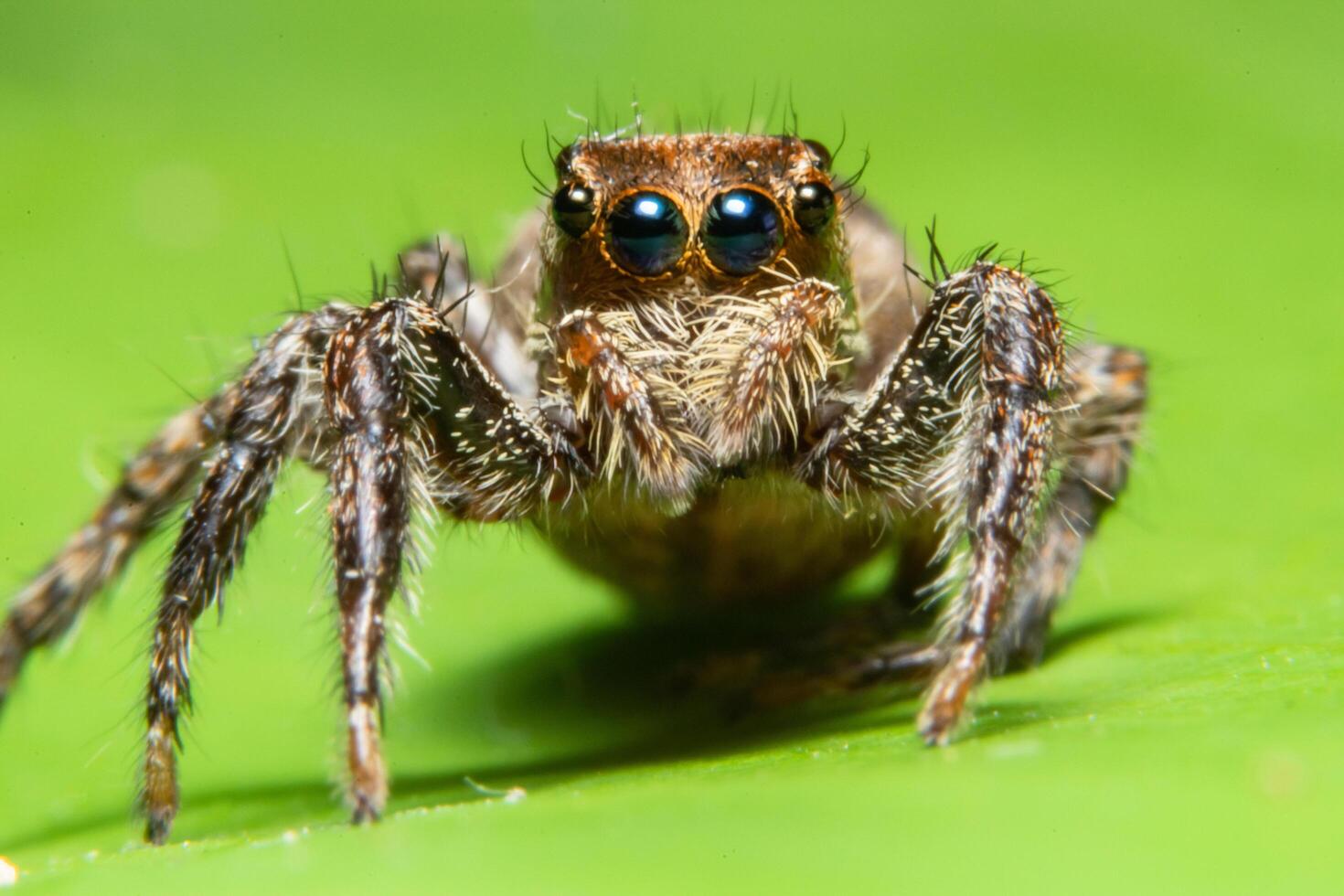 araña en la naturaleza foto