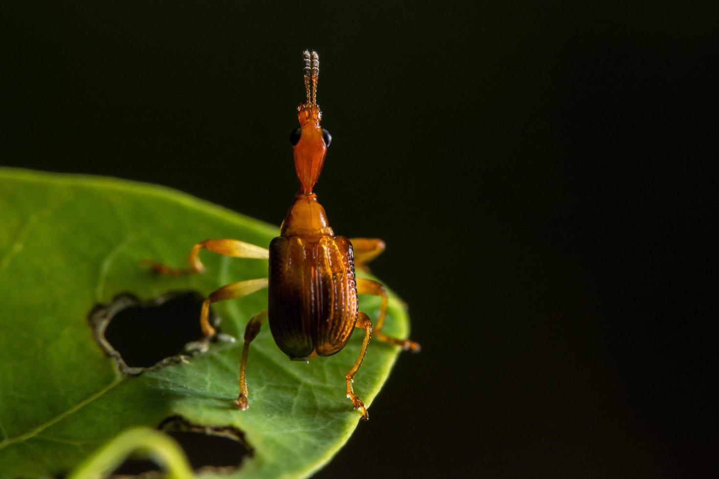 insecto curculionoidea en una hoja foto