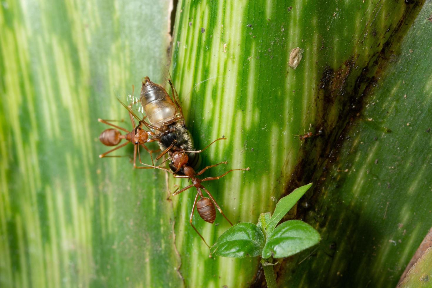 Ants are on a leaf photo