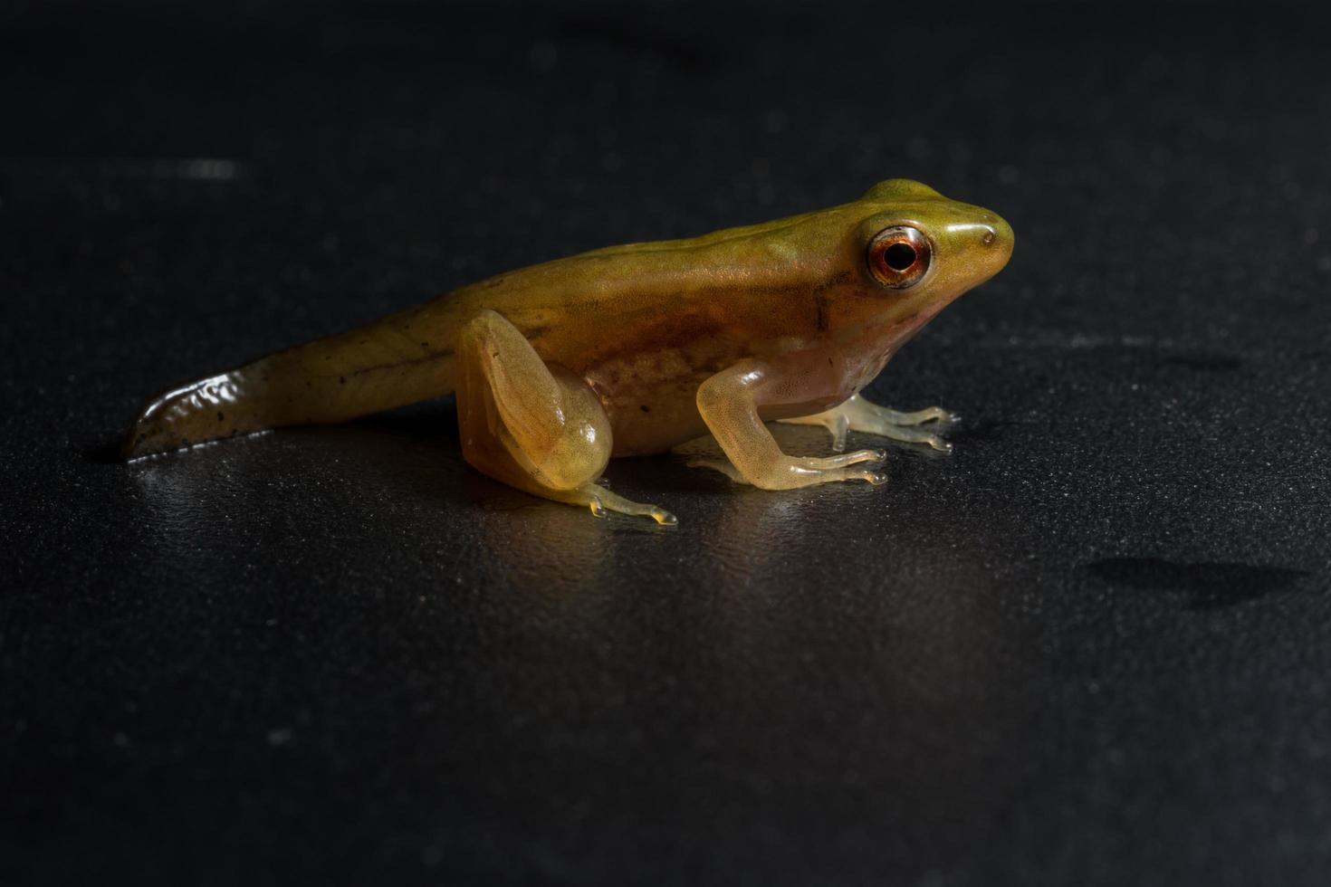 Frog on black background photo