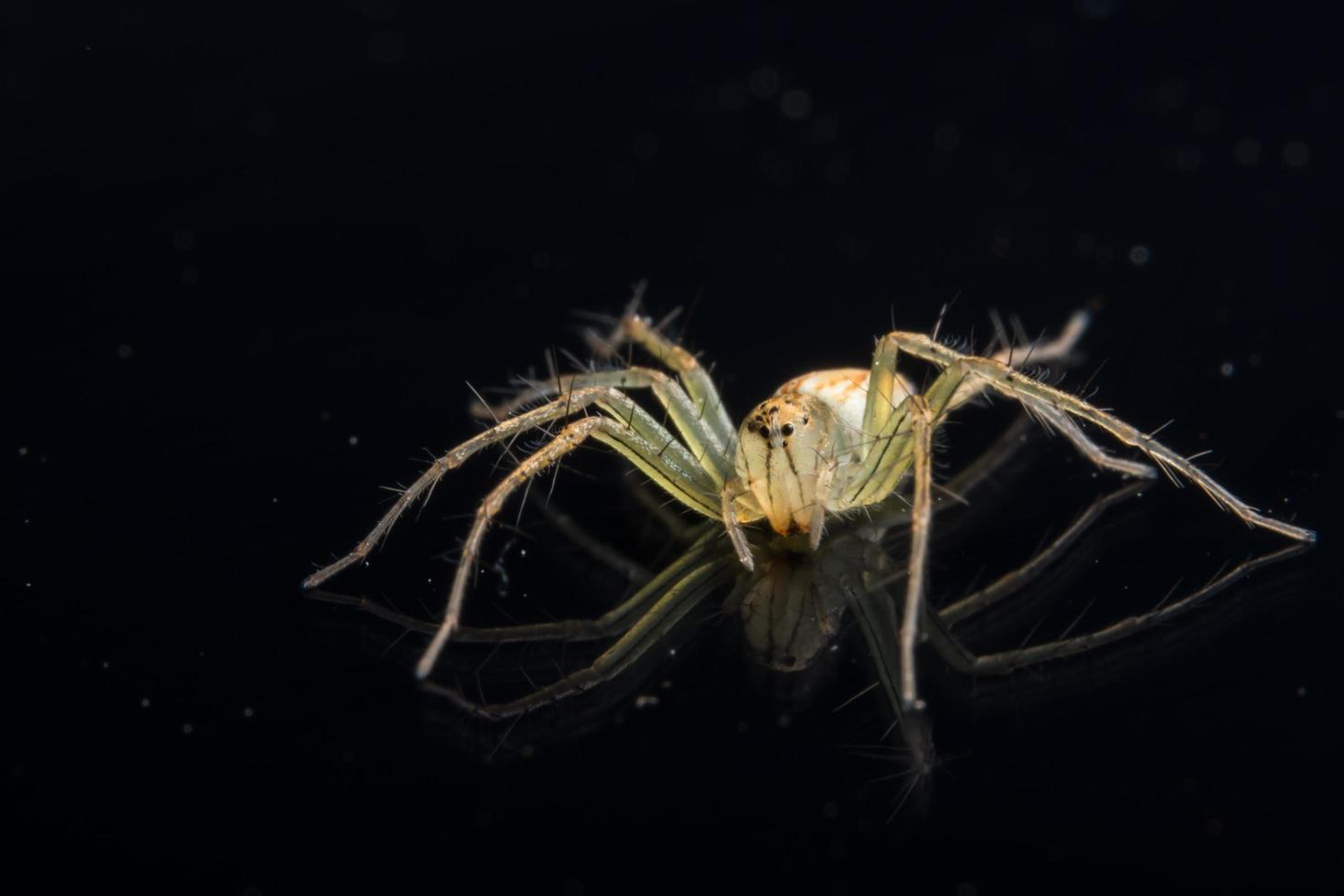 araña en espejo negro foto