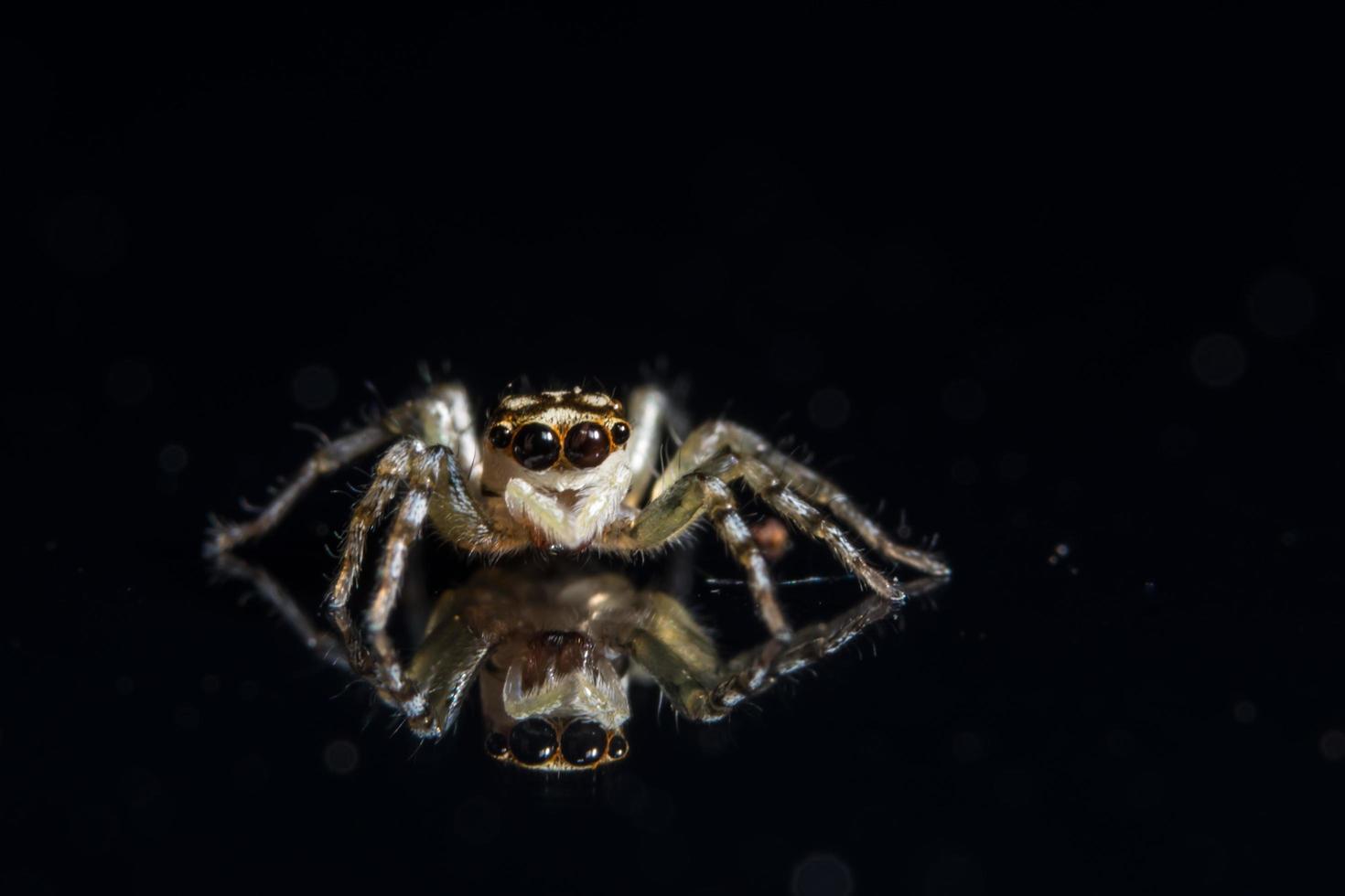 Spider on Mirror photo