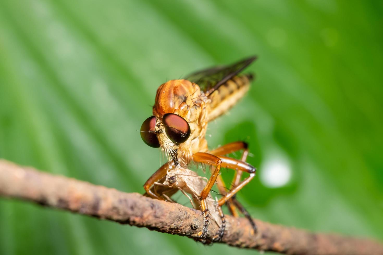 primer plano de mosca ladrón foto