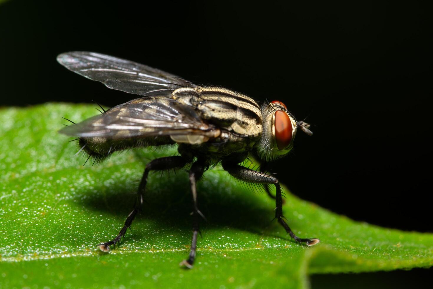 Fly on a leaf photo