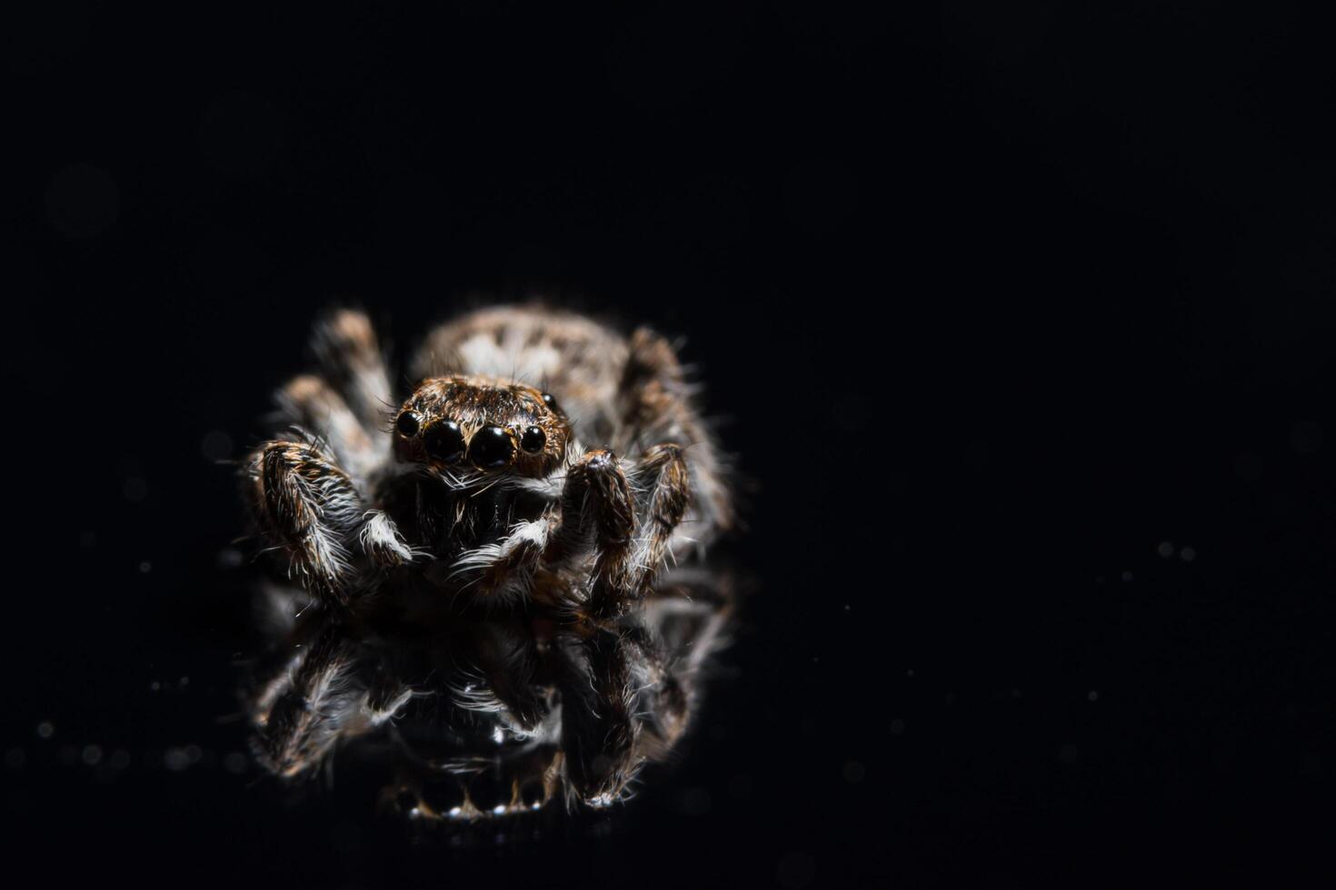 araña en espejo negro foto