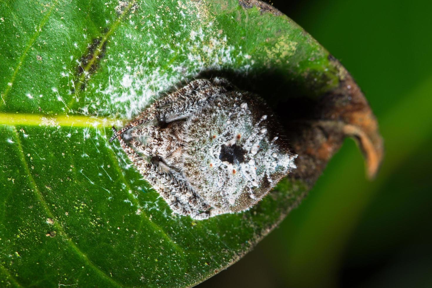 Spider, close-up photo