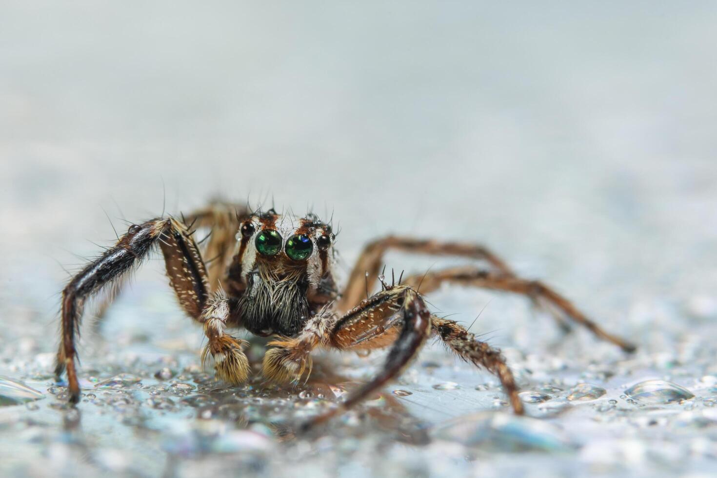 araña sobre un fondo húmedo foto