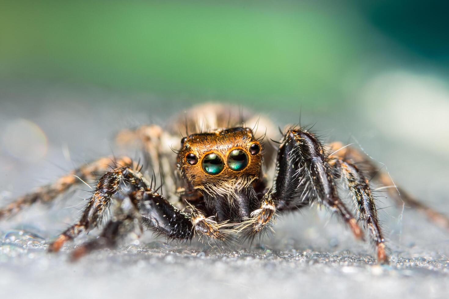 araña, foto de primer plano