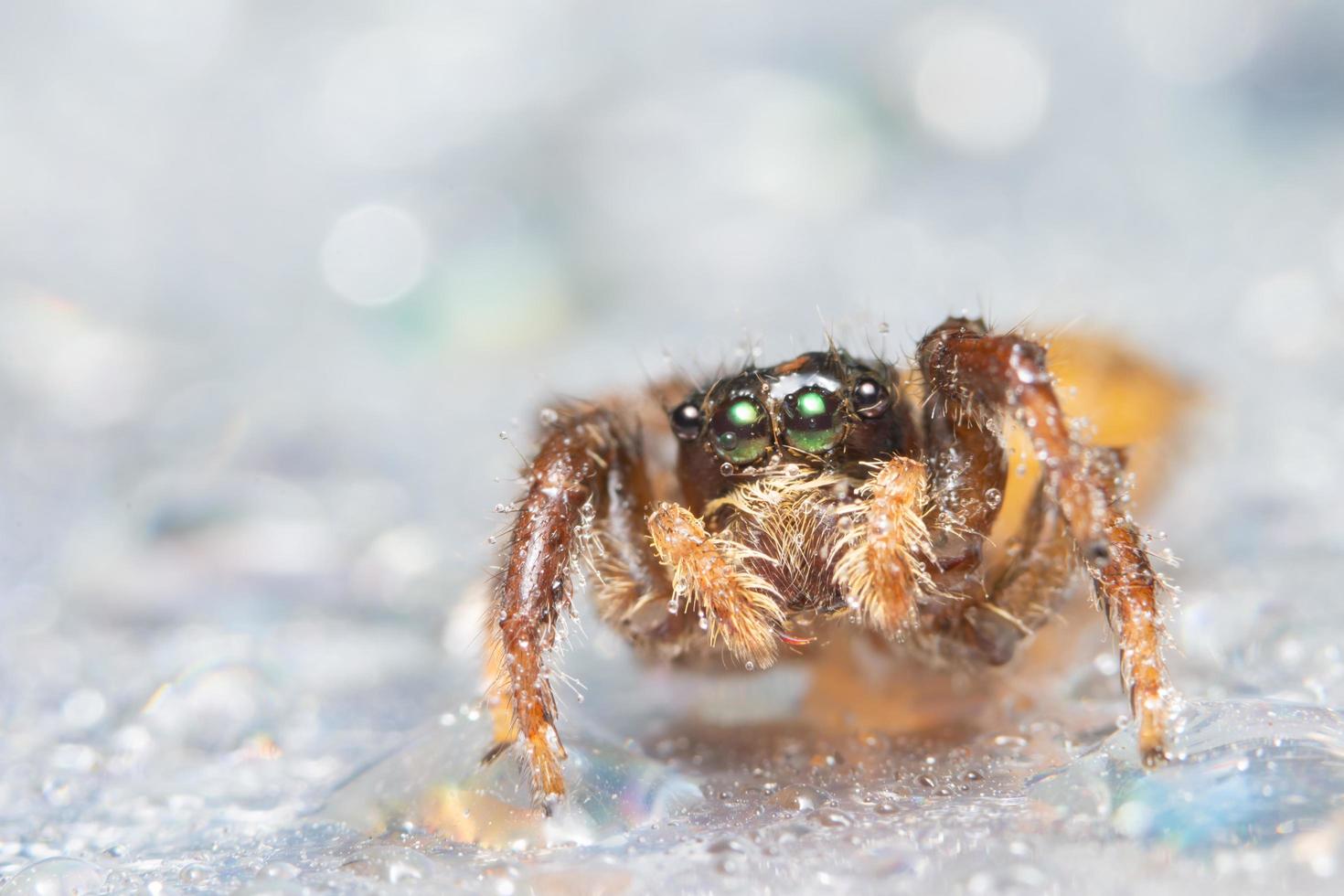 Spider, close-up photo