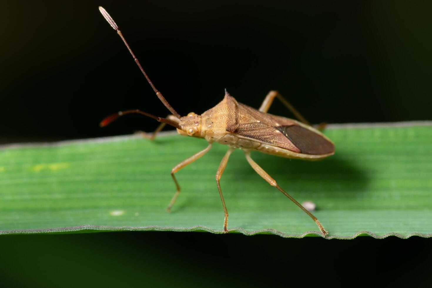 Insecto hemiptera en hoja foto