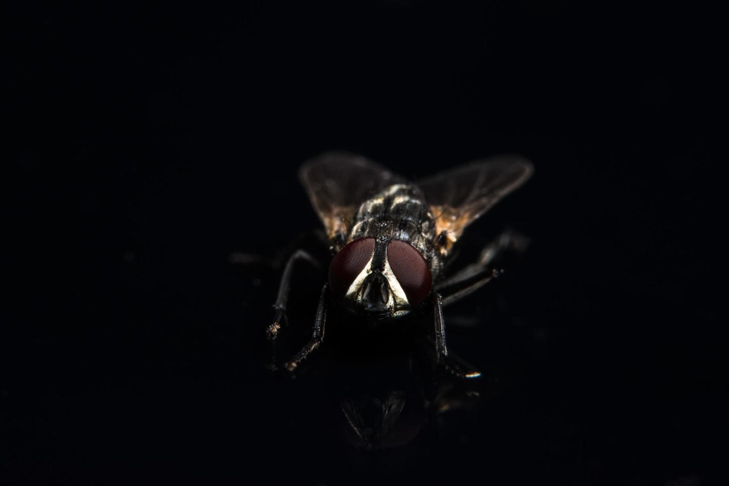 primer plano de mosca dípteros foto