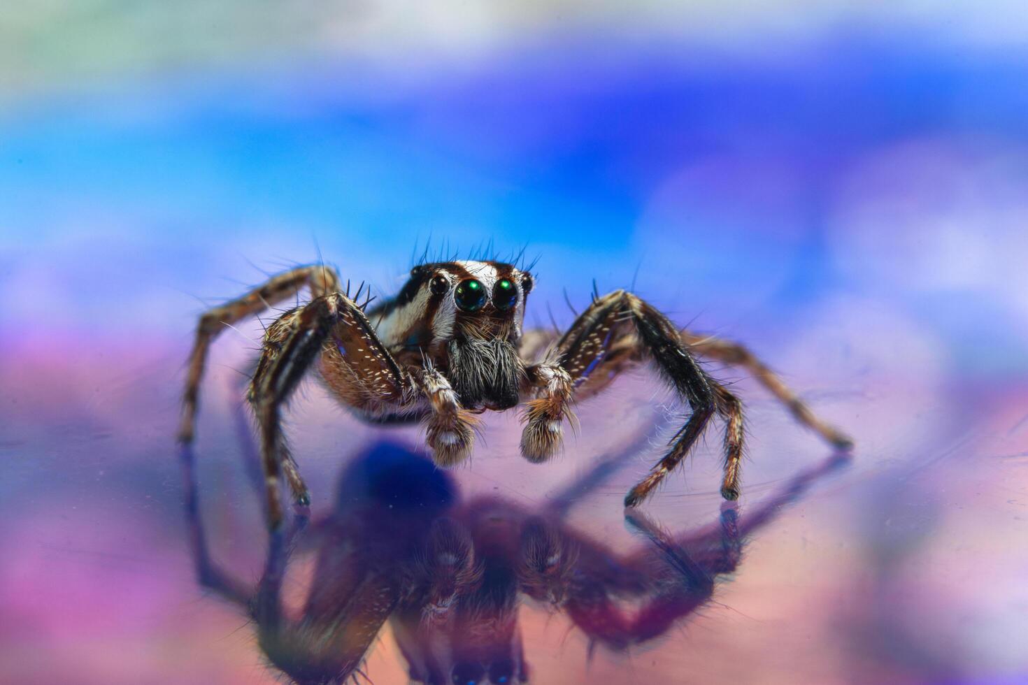 Spider on a reflecting surface photo