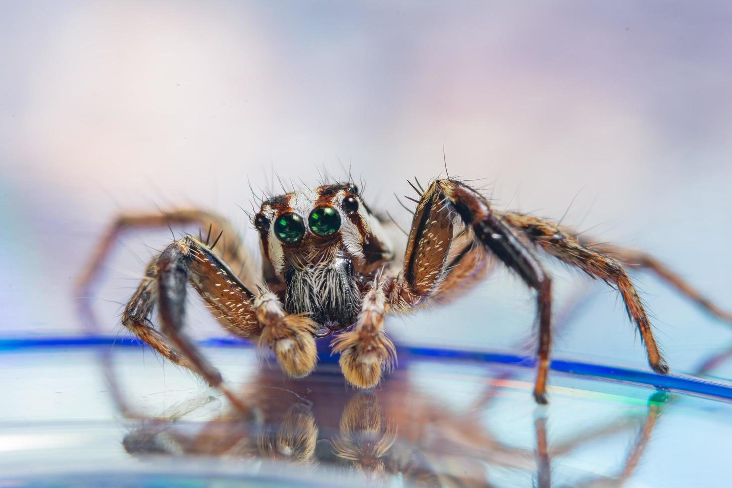 Araña sobre fondo reflectante foto