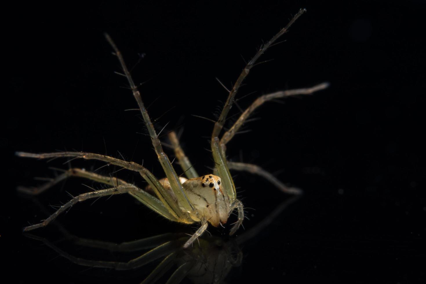 Spider on Black Mirror photo