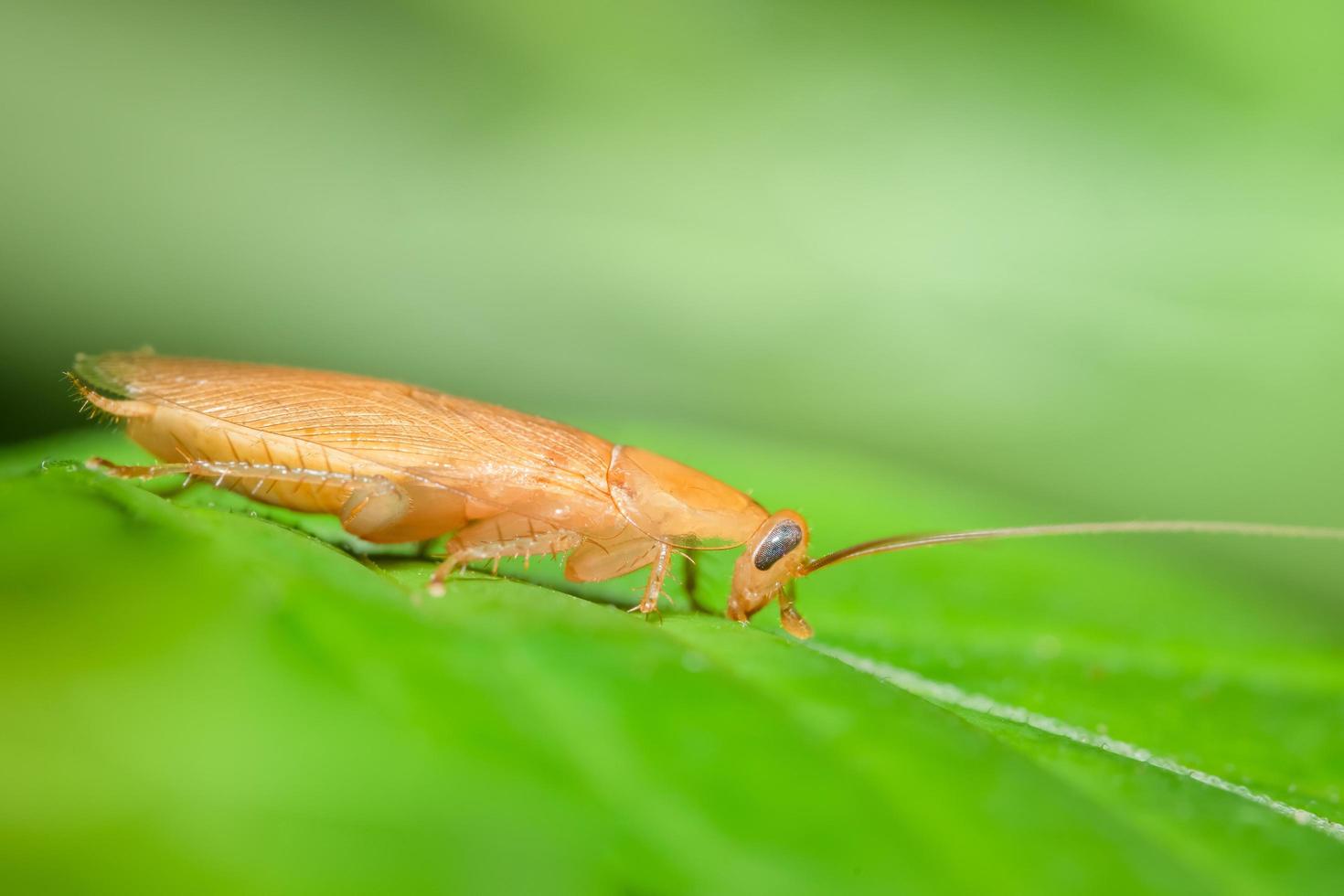 cucaracha alemana en una hoja foto