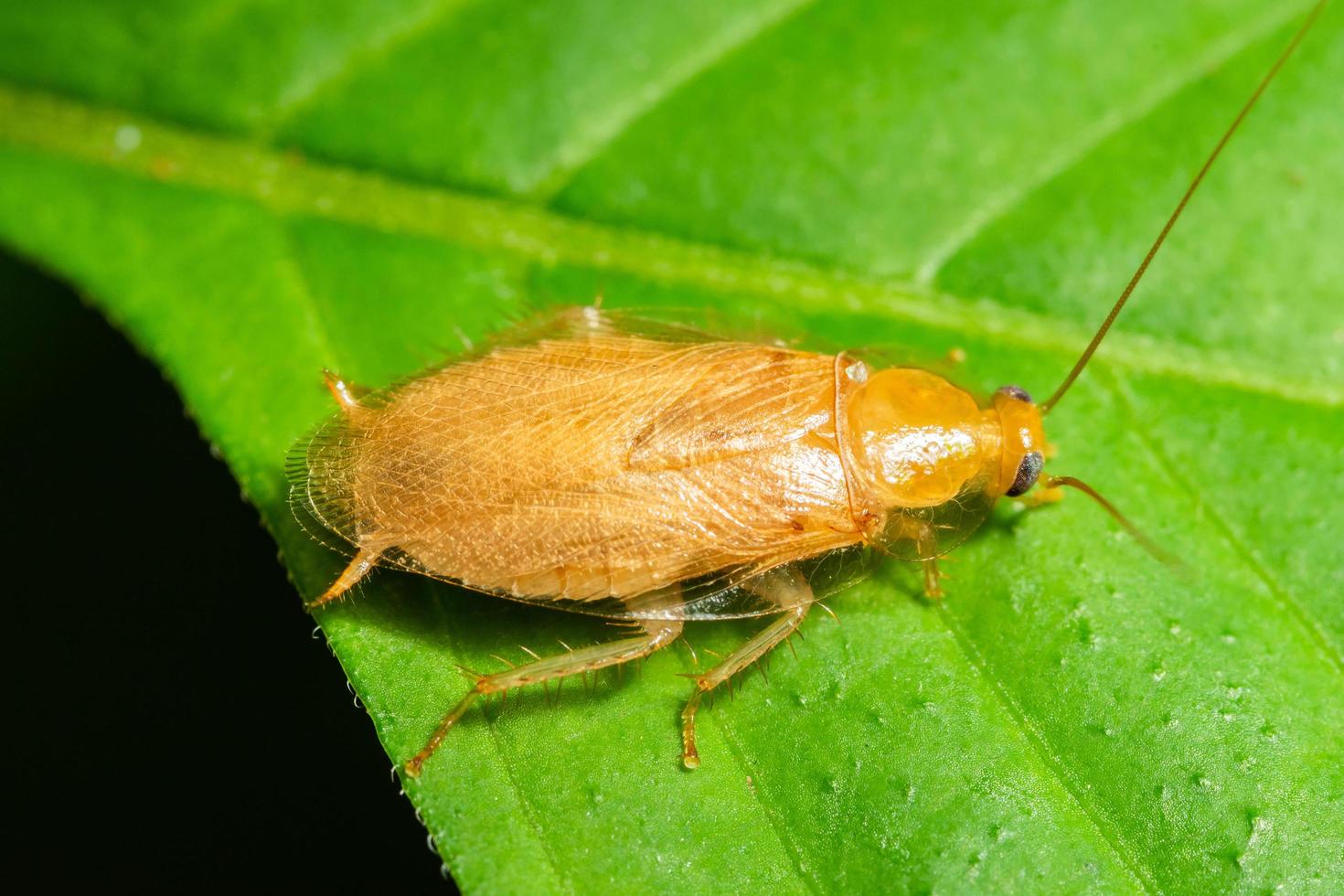 cucaracha alemana en una hoja foto