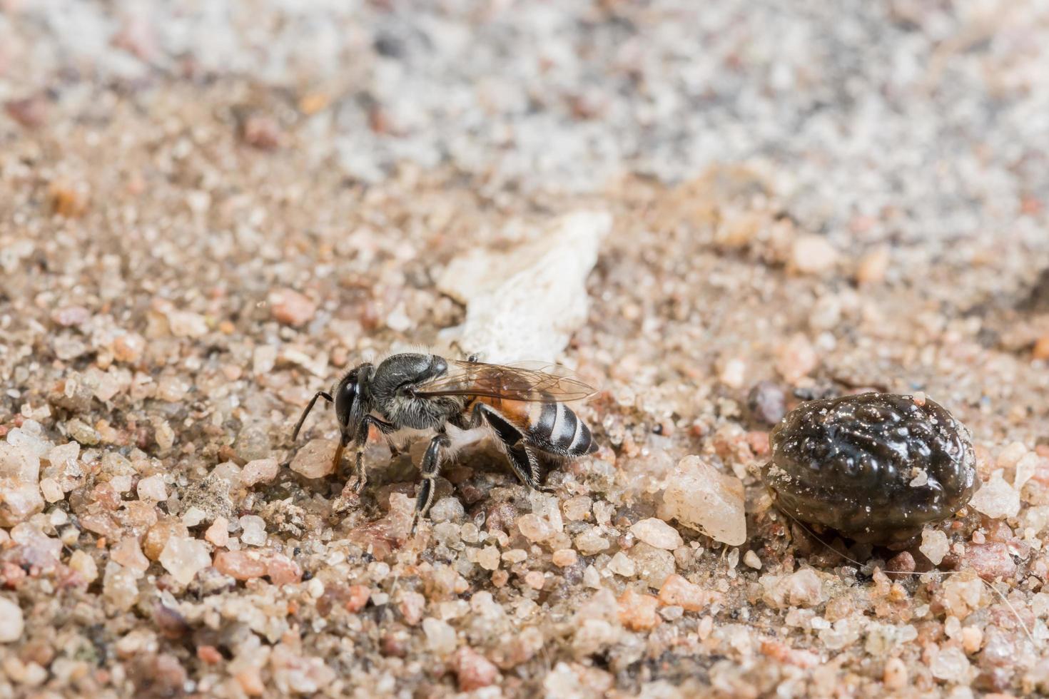 Bee on the ground photo