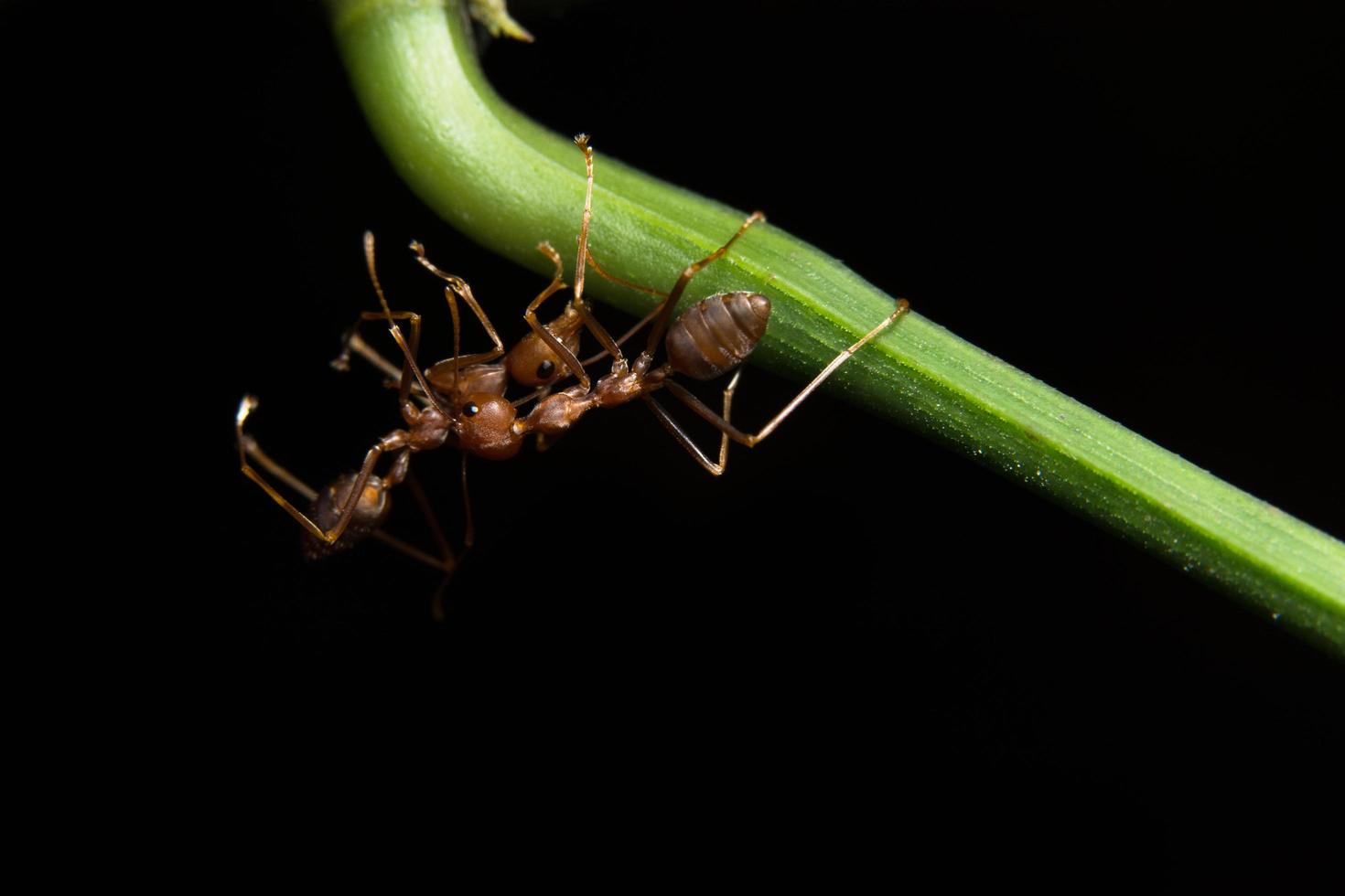 hormigas rojas en una planta foto