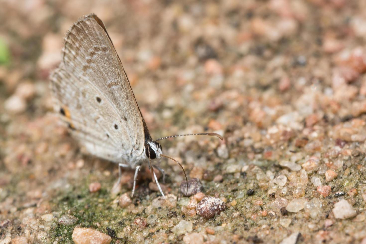 Butterfly on the ground photo